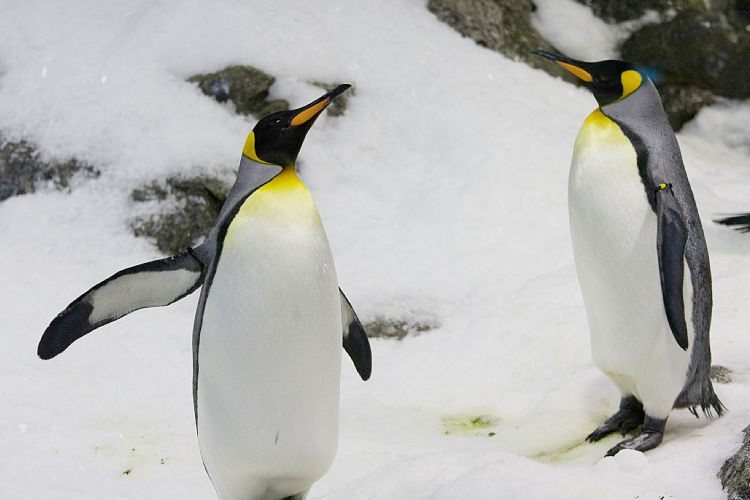 Loro Parque (Teneriffa - Loro Parque)