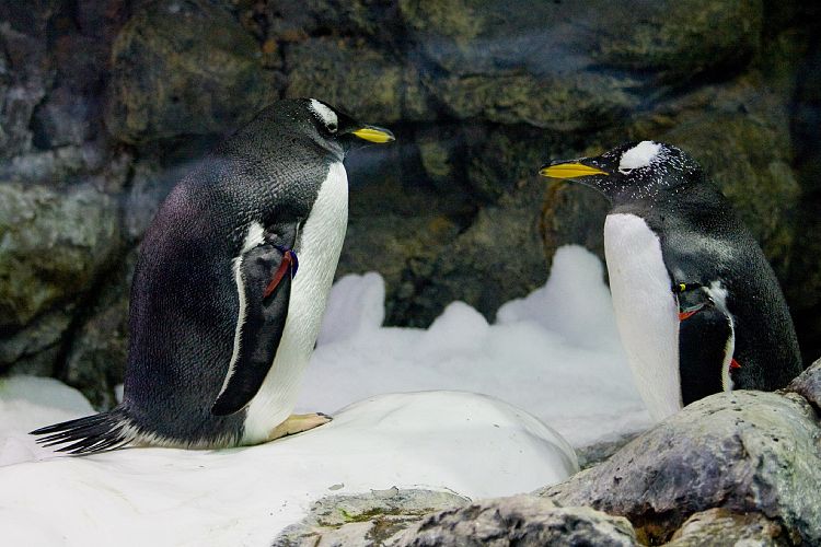 Loro Parque (Teneriffa - Loro Parque)