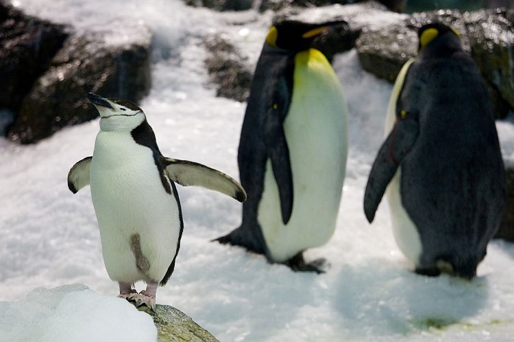 Loro Parque (Teneriffa - Loro Parque)