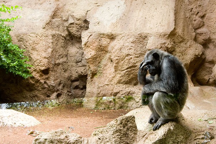 Loro Parque (Teneriffa - Loro Parque)