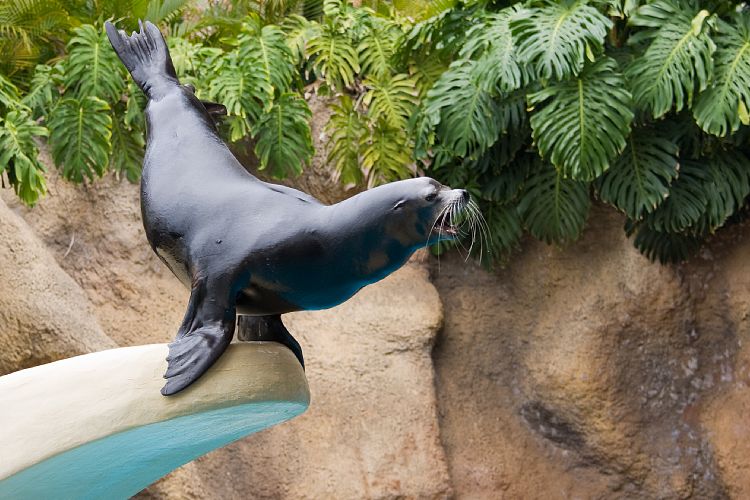 Loro Parque (Teneriffa - Loro Parque)