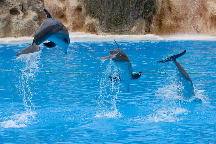 Loro Parque (Teneriffa - Loro Parque)