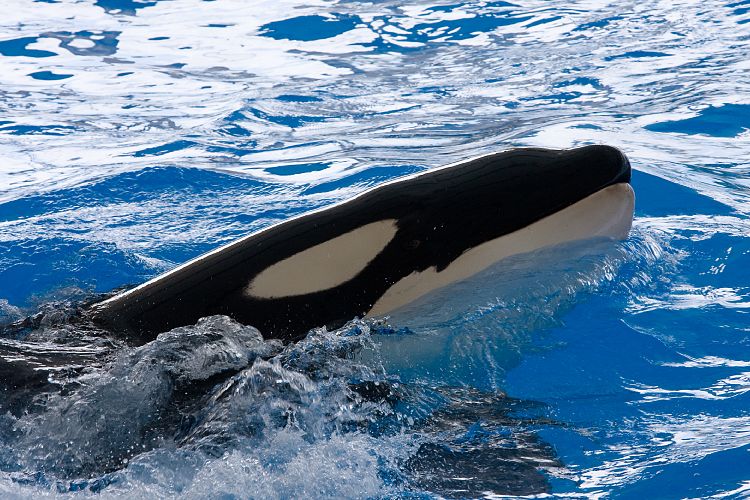 Loro Parque (Teneriffa - Loro Parque)