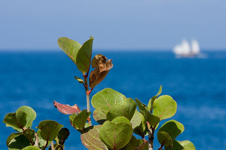 Puerto de Santiago (Teneriffa - Los Roques de Garcia)