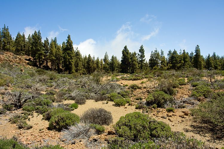 Wanderung zur Fortaleza (Teneriffa - Fortaleza)