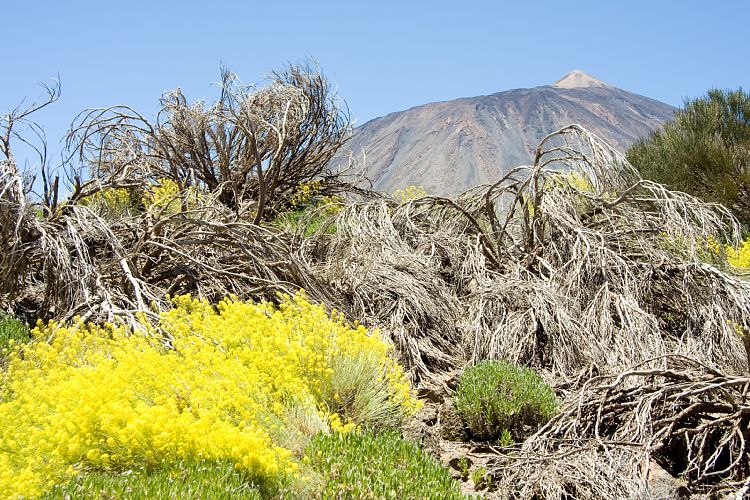 Wanderung zur Fortaleza (Teneriffa - Fortaleza)