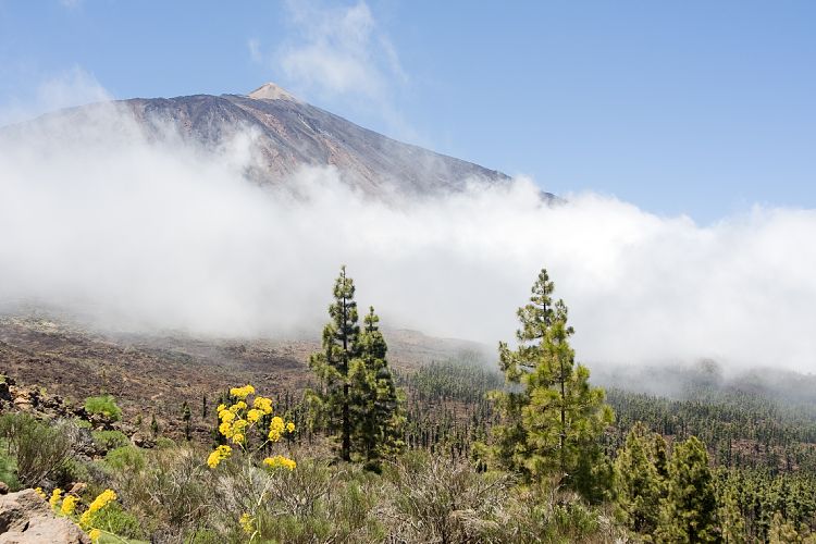 Wanderung zur Fortaleza (Teneriffa - Fortaleza)