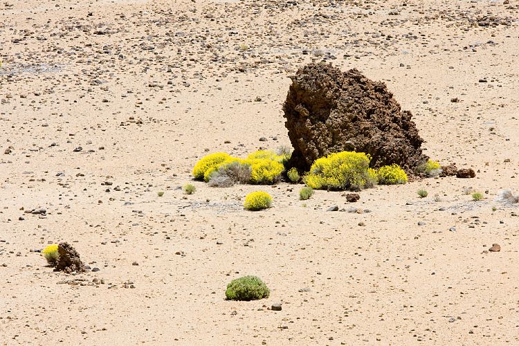 Wanderung zur Fortaleza (Teneriffa - Fortaleza)