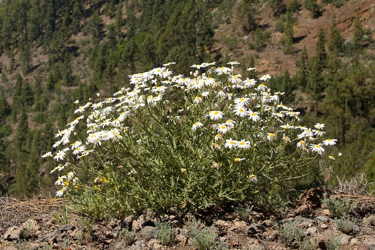 Wanderung zur Mondlandschaft (Teneriffa - Mondlandschaft)